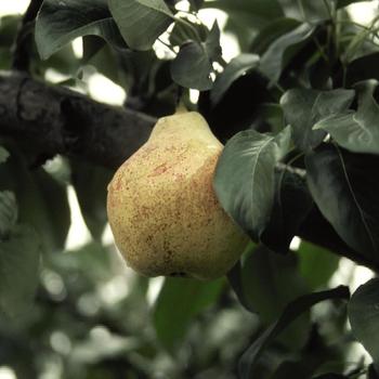 Bartlett Pear Bartlett Pear