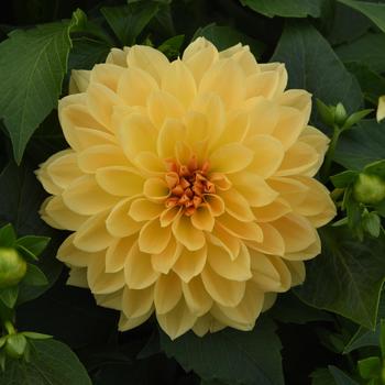 Dahlia 
