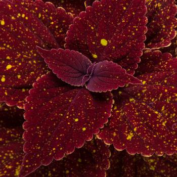 Talavera™ Moondust Talavera™ Moondust