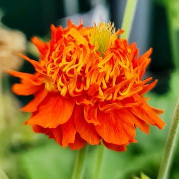 Avens Avens