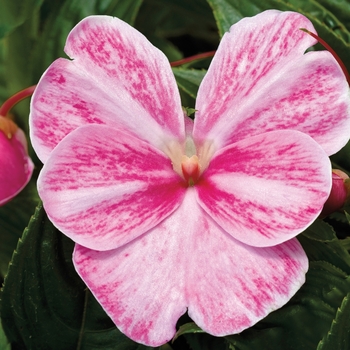 Sonic&reg; 'Magic Pink'