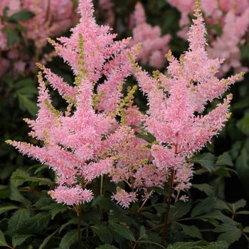 False Spirea