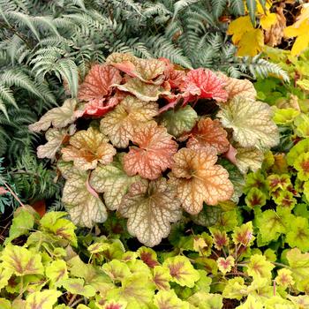 Coral Bells Coral Bells