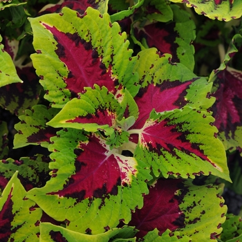 Coleus Coleus