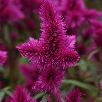 Celosia Celosia