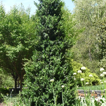 Green Mountain Boxwood Green Mountain Boxwood