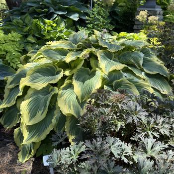 Plantain Lily