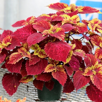 Coleus