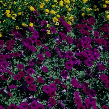 Petunia Petunia