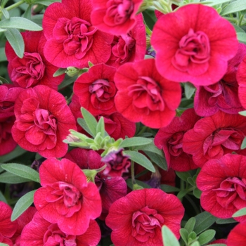 Superbells® Double Ruby