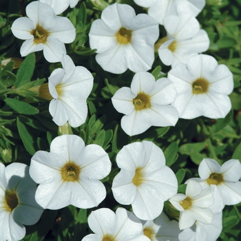Cabaret® Bright White Cabaret® Bright White