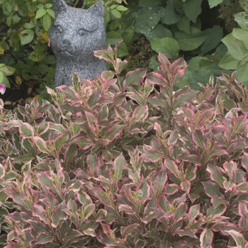 Weigela