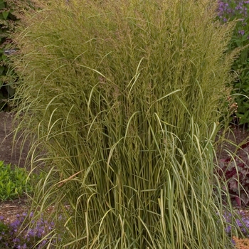 Feather Reed Grass Feather Reed Grass