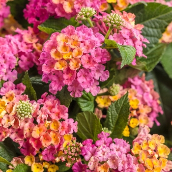 Luscious&reg; Lantana