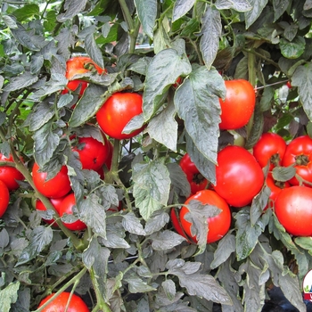 Tomato Tomato