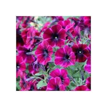 Petunia Petunia