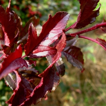 Royal Raindrops® Crabapple Royal Raindrops® Crabapple