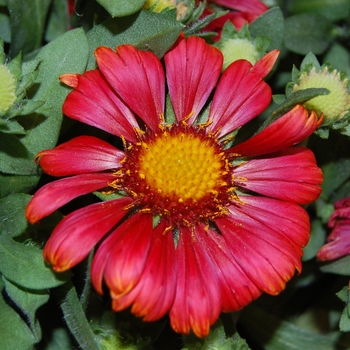 Blanket Flower Blanket Flower