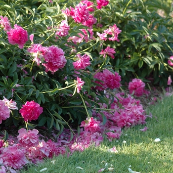 Garden Peony Garden Peony