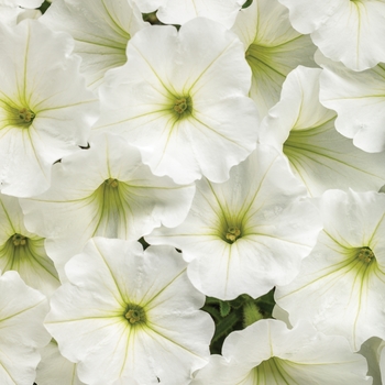 Supertunia Vista® Snowdrift™ Supertunia Vista® Snowdrift™