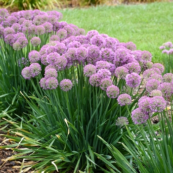 'Serendipity' Ornamental Onion