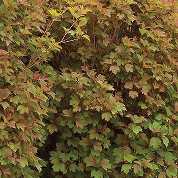 Bailey Compact American Cranberrybush