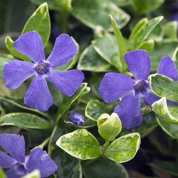 Periwinkle Periwinkle