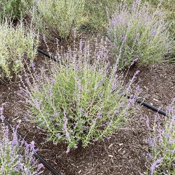 Russian Sage Russian Sage