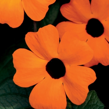 'Orange A-Peel®' Black-Eyed Susan Vine