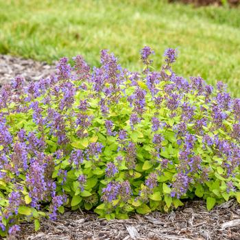 'Lemon Purrfection' Catmint