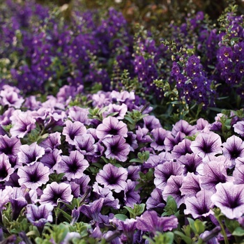 Supertunia Bordeaux