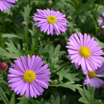 Fresco™ 'Purple' Fresco™ 'Purple'