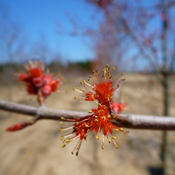 'Burgundy Belle&reg;' Red Maple