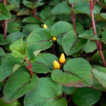 Lysimachia Lysimachia