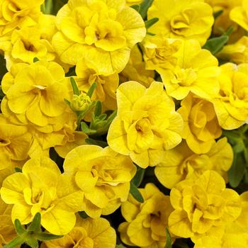 Superbells® Double Yellow Superbells® Double Yellow