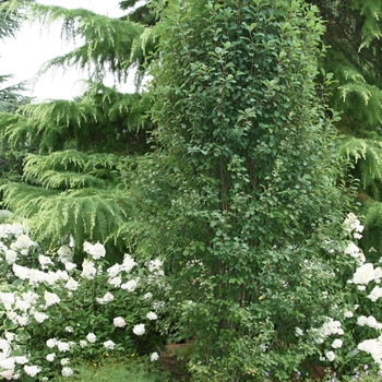 Standing Ovation™ Serviceberry 