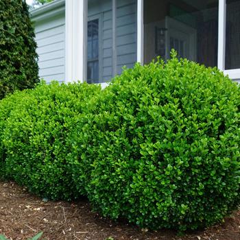 'NewGen Freedom®' Boxwood 'NewGen Freedom®' Boxwood