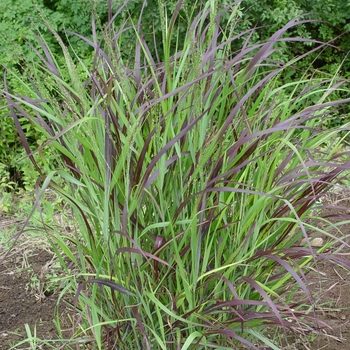 Switch Grass Switch Grass