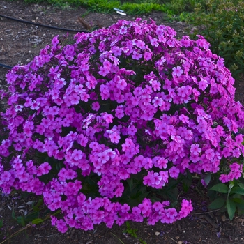 Tall Cushion Phlox