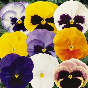 Pansy Pansy