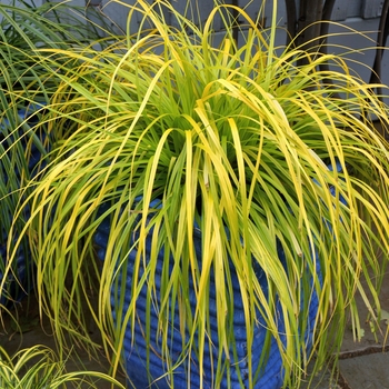 Sedge Sedge