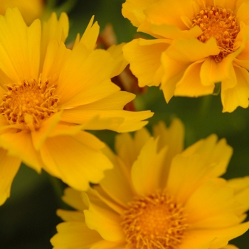 Tickseed Tickseed