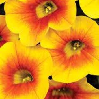 Calibrachoa Calibrachoa