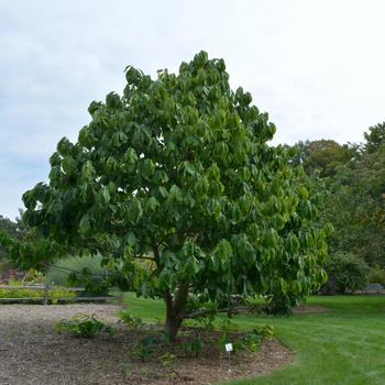 Paw Paw Tree