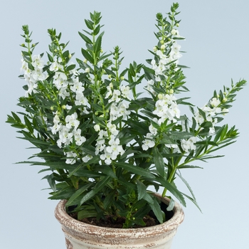 Alonia™ Big Snow Alonia™ Big Snow