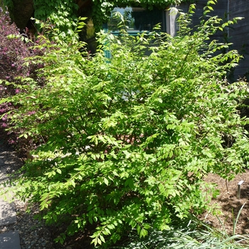 Little Moses™ Dwarf Burning Bush Little Moses™ Dwarf Burning Bush