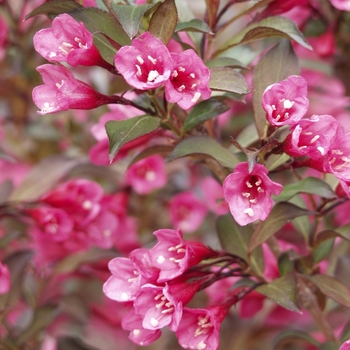 Weigela