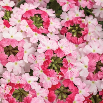 Superbena® 'Sparkling Rose' Superbena® 'Sparkling Rose'