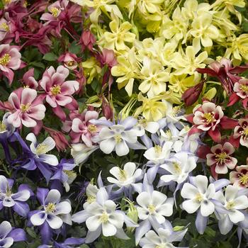 Columbine Columbine