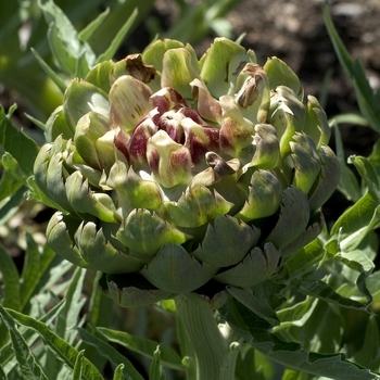 Artichoke Artichoke